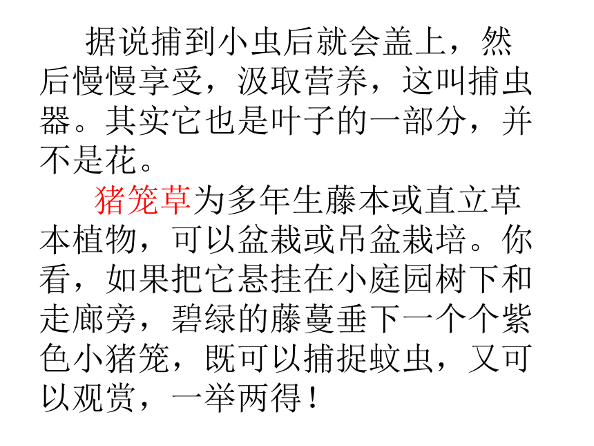 1、我看到了什么 课件