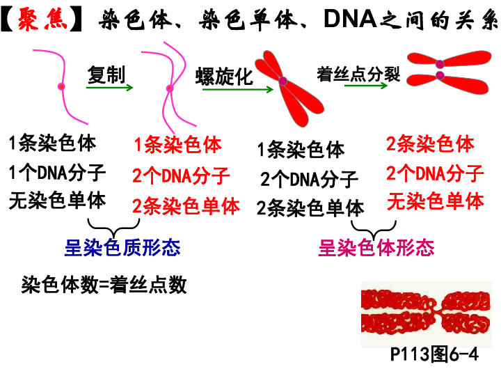 人教版高中生物必修一课件：6.2 细胞的分化 (共35张PPT)