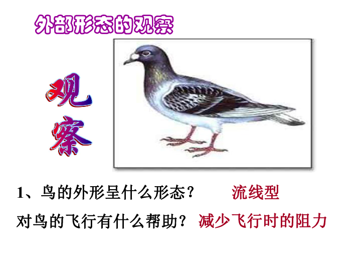 苏科版生物七年级下册5.12.1鸟类 课件（共28张PPT）