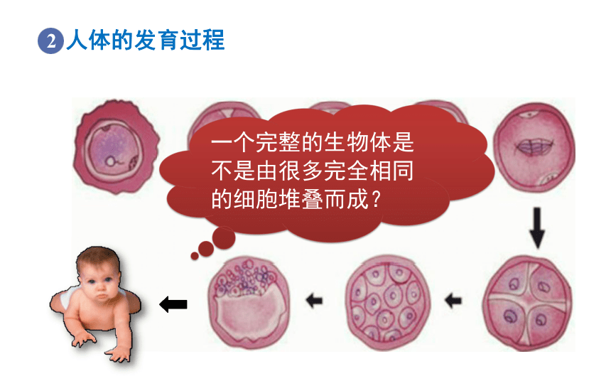 2.2.2 动物体的结构层次 课件 2021-2022学年人教版生物七年级上册（26张PPT）