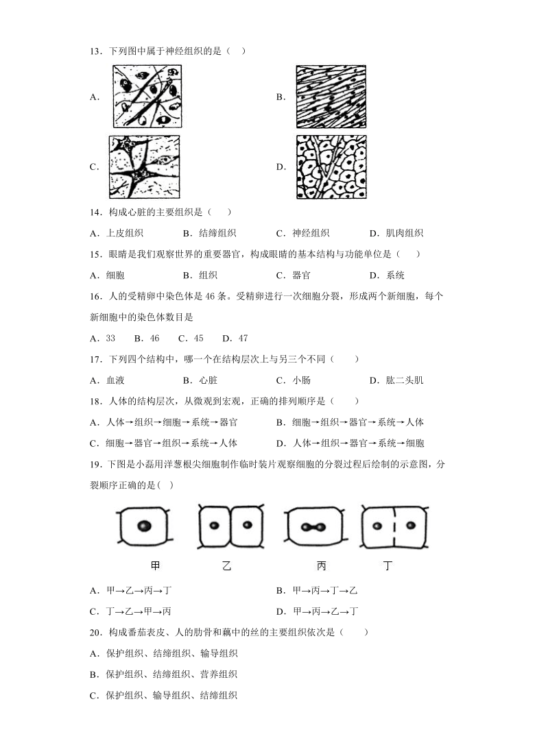 人教版生物七年级上册第二单元第二章《细胞怎样构成生物体》同步练习（word版含答案）