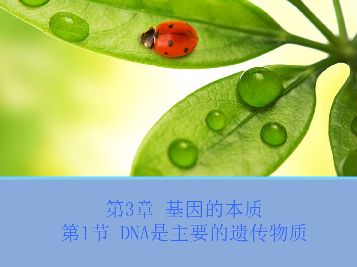 人教版高中生物必修二第3章第1节 DNA是主要的遗传物质 课件(共28张PPT)