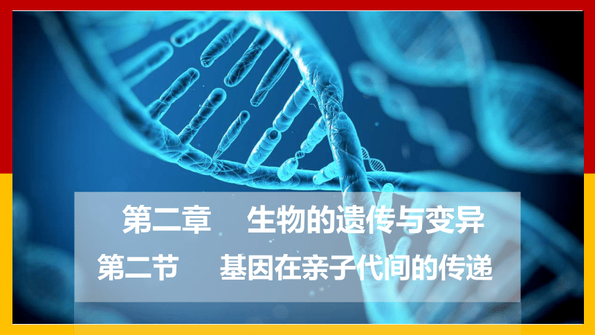 2020-2021学年人教版八年级生物下册 7.2.1 基因控制生物的性状 课件（34张PPT）