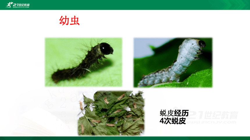7.1.2昆虫的生殖和发育(共34张PPT)