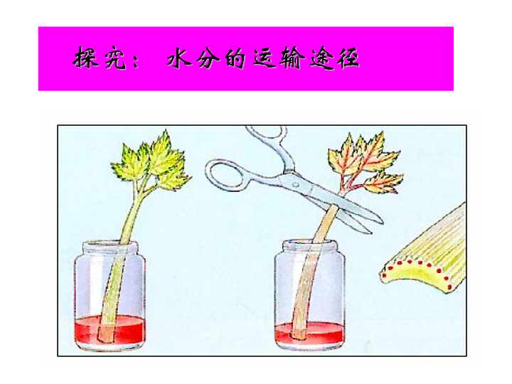 人教版七年级上册生物  3.3 绿色植物与生物圈的水循环 课件  (32张PPT)