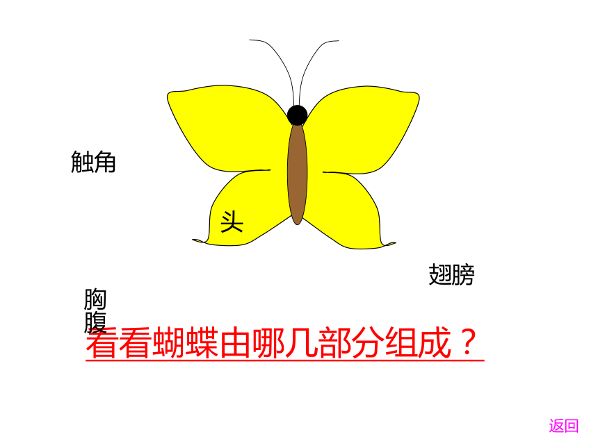 11 缤纷彩蝶 课件