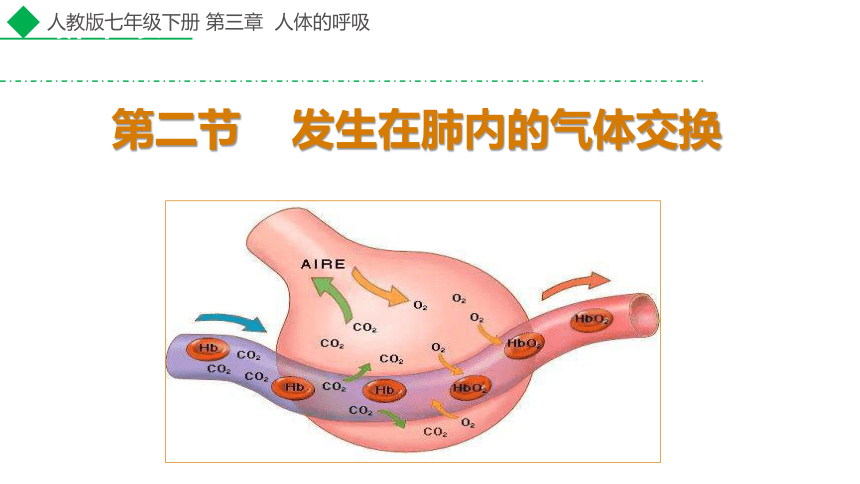 432发生在肺内的气体交换七下生物最新优质课件共25张ppt