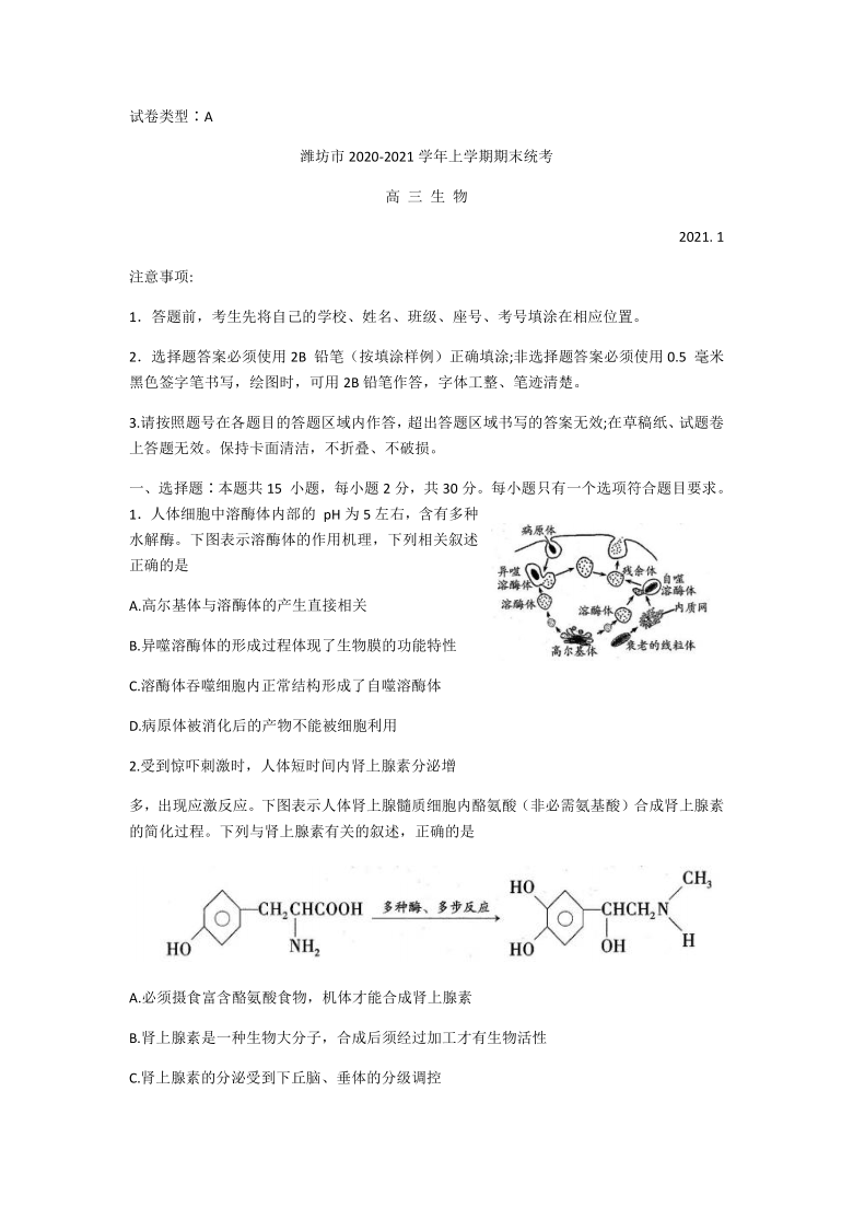 山东省潍坊市2021届高三上学期期末试题生物试卷    含答案