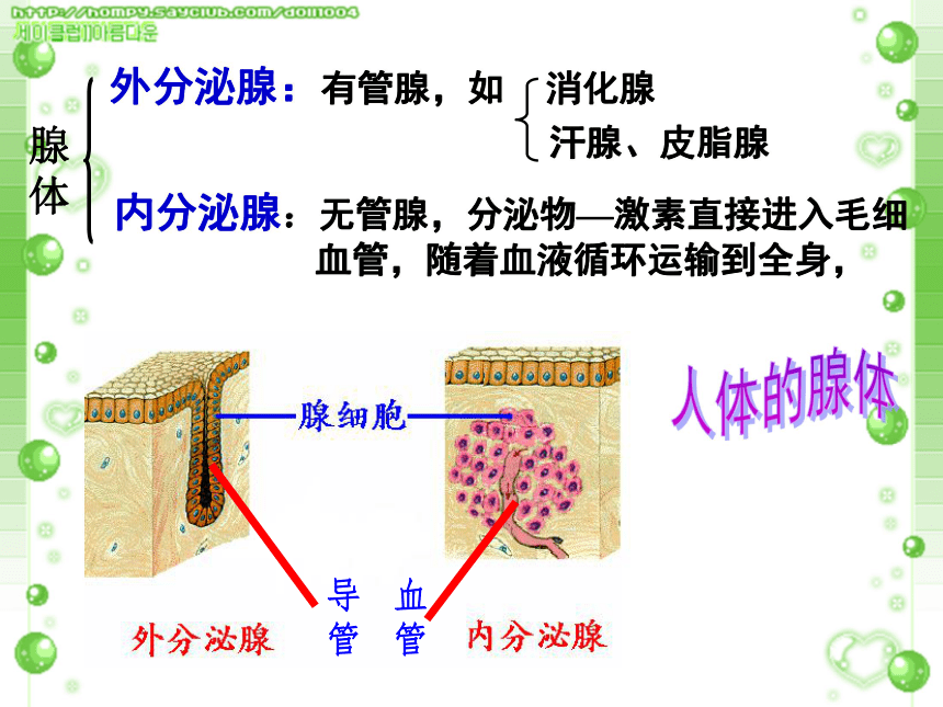 人教版高中生物必修三第二章第二节通过激素的调节（共46张PPT）