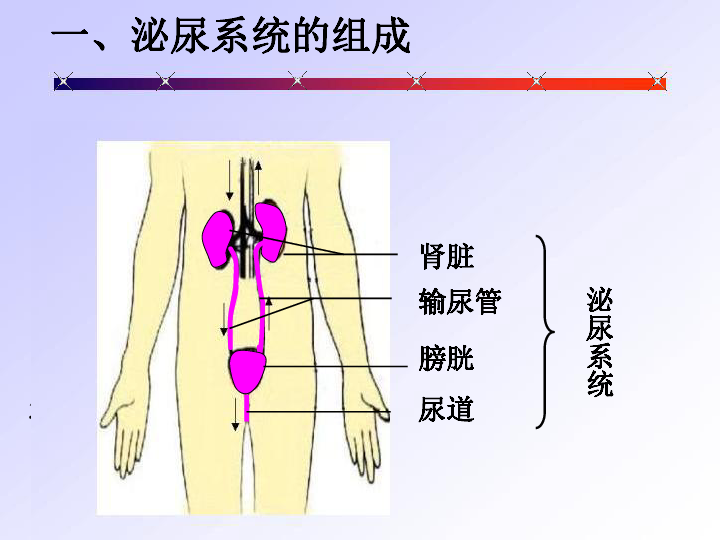 人教版七年级生物下册第4单元第5章人体内废物的排出课件（共37张PPT）