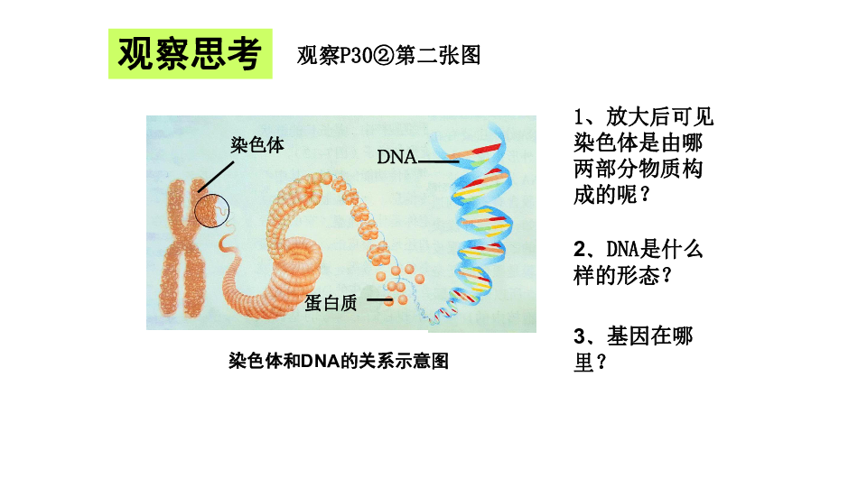 人教版八下生物第七单元第二章 生物的遗传与变异》第二节 基因在亲子代间的传递 课件（26张PPT）