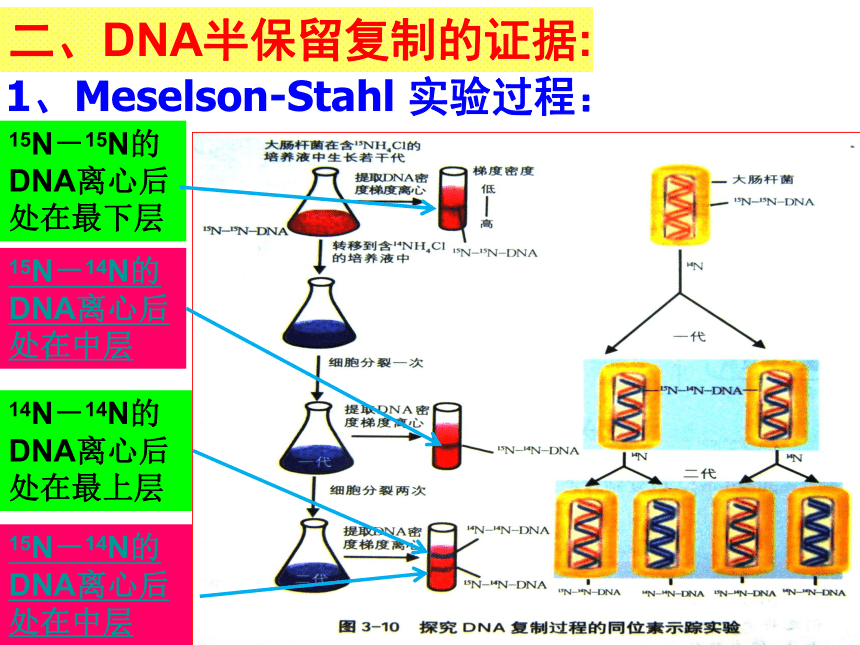 高中生物人教版必修二课件-3.3 DNA分子的复制 （共16张PPT）