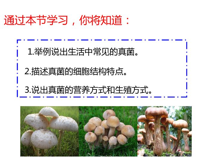 第三节真菌课件（33张PPT）