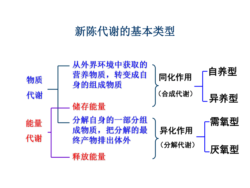 第三章新陈代谢