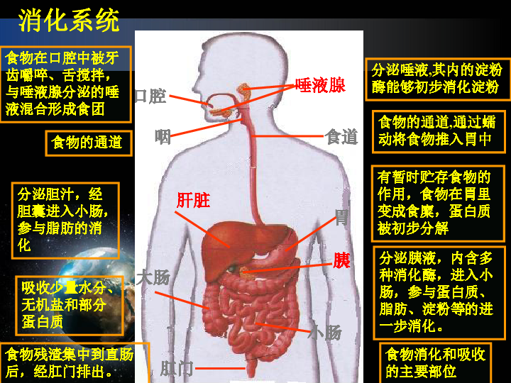 苏教版七下生物 9.2人体的消化与吸收课件（20张PPT）