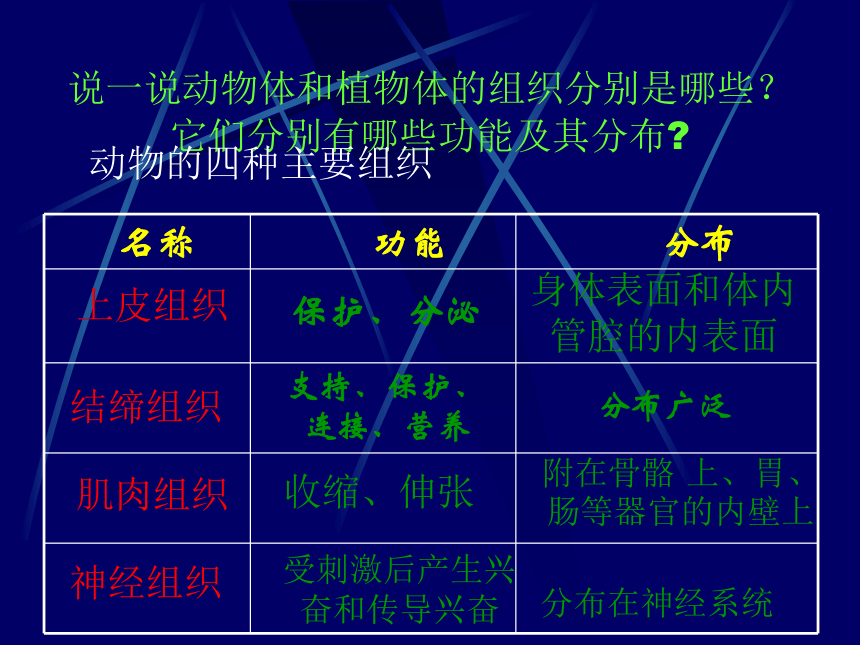 北师大版七年级上册生物 4.2 生物体的器官、系统课件（20张PPT）