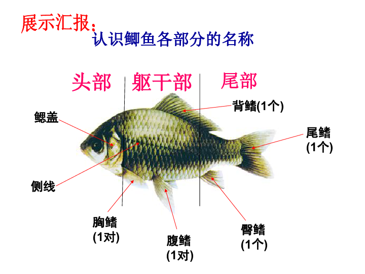 动物的主要类群-鱼类下载-生物-21世纪教育网