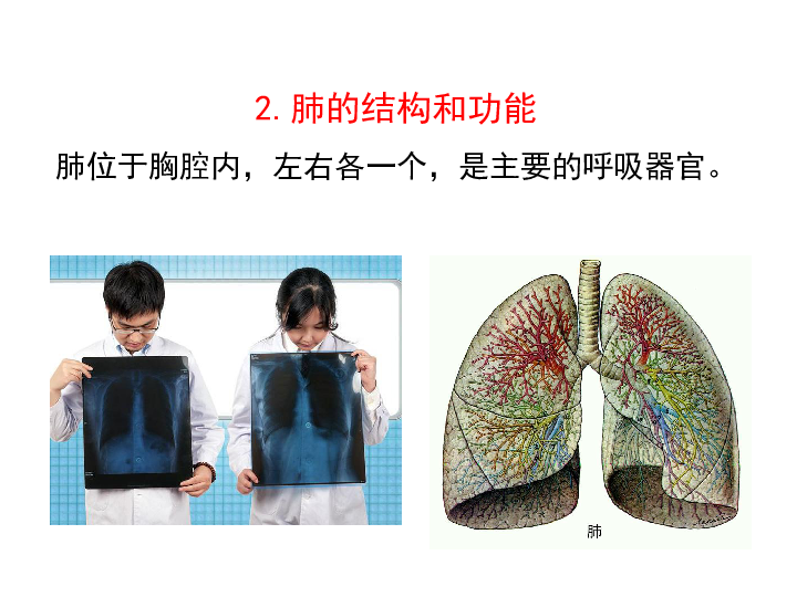 济南版七下生物 2.1人体与外界的气体交换 复习 课件（15张PPT）
