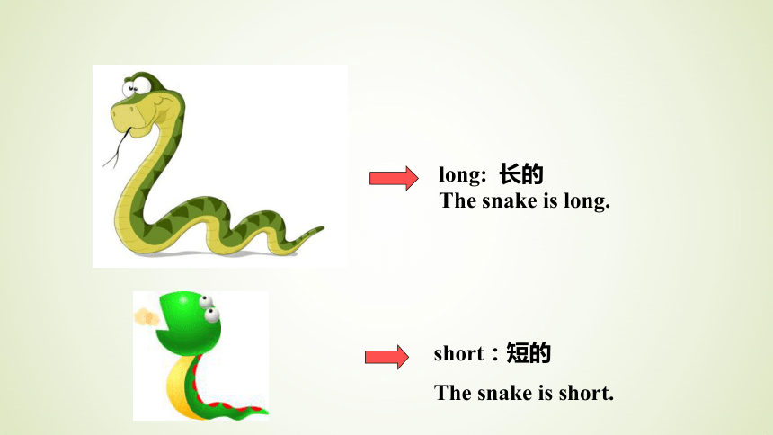 Module 6 Unit 1 These snakes are short 课件 20张