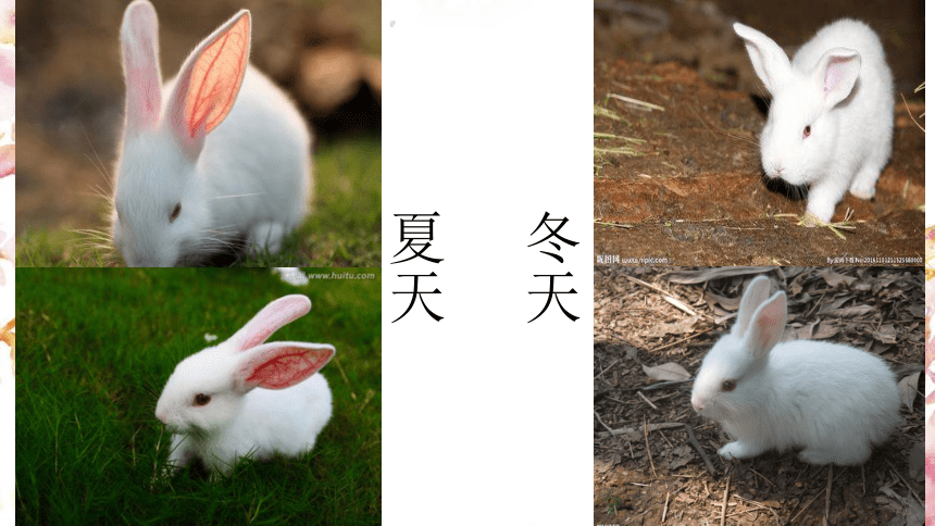 动物的耳朵（14PPT）