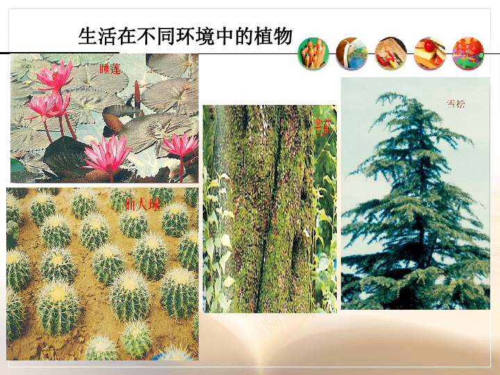 冀教版七上生物  3.2校园植物调查 课件 (20张PPT)