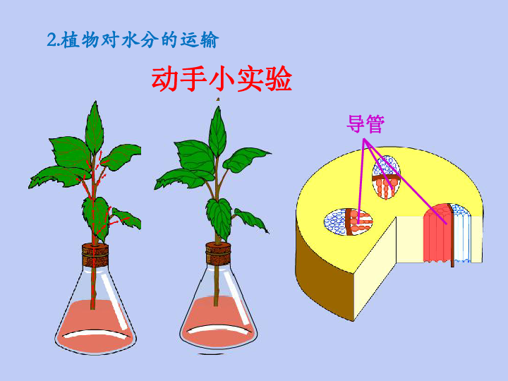 七年级生物上册第三单元第三章绿色植物与生物圈中的水循环课件（24张PPT）