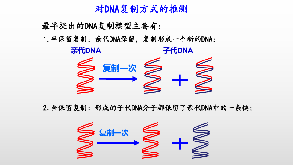 北师大高中生物必修2 第1节 遗传信息的复制 （共13张PPT）