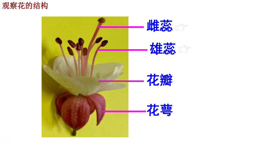 凤仙花的花蕊图片