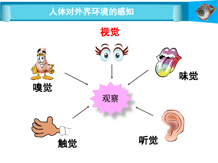 人教版七年級生物下冊第四單元第六章第一節人體對外界環境的感知第一