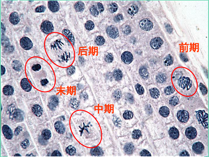 苏科版七下生物  8.2 细胞的分裂和分化 课件（:19张PPT）