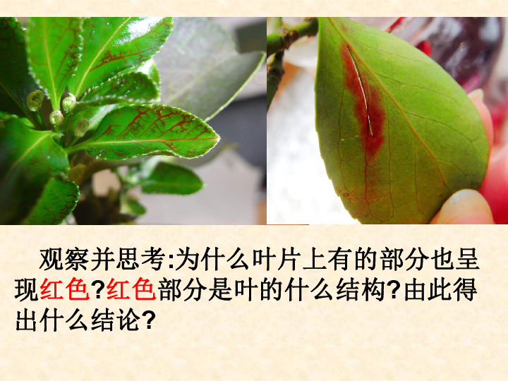 北京版七下生物  5.1 植物体内的物质运输 课件（18张PPT）