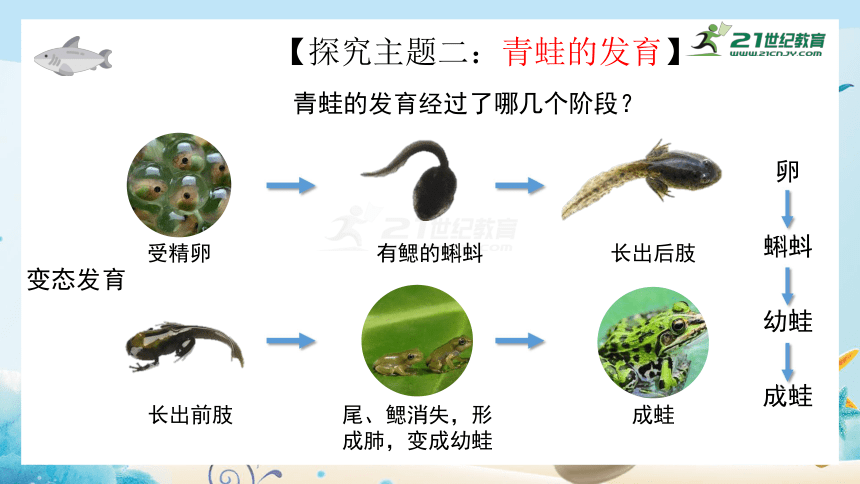 两栖类动物的发育过程图片