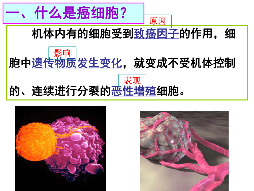 高中生物北师大版必修一第6章6.3 细胞的癌变 课件 (4)
