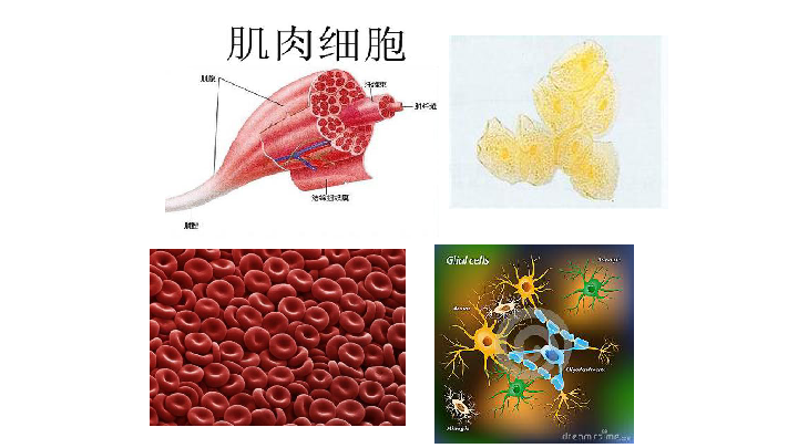 鲁科版  生物 六年级上  2.3.2 动物体的结构层次课件（共20张ppt)