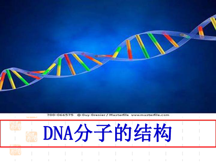 高中生物人教版必修2第三章 基因的本质DNA的分子结构课件(共21张PPT)