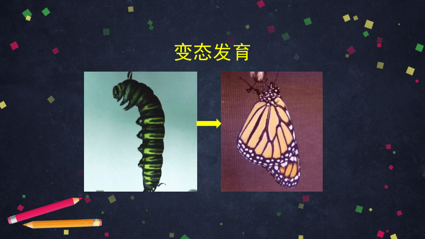 八年级生物上册  第二节 动物的生殖和发育1 课件(共35张PPT)