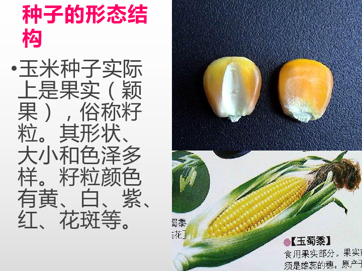 玉米种子纵切实物图片