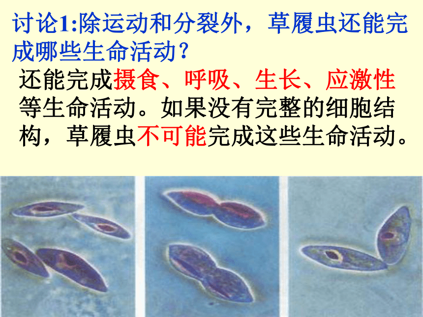 人教版必修一第一章第一节从生物圈到细胞（共31张PPT）