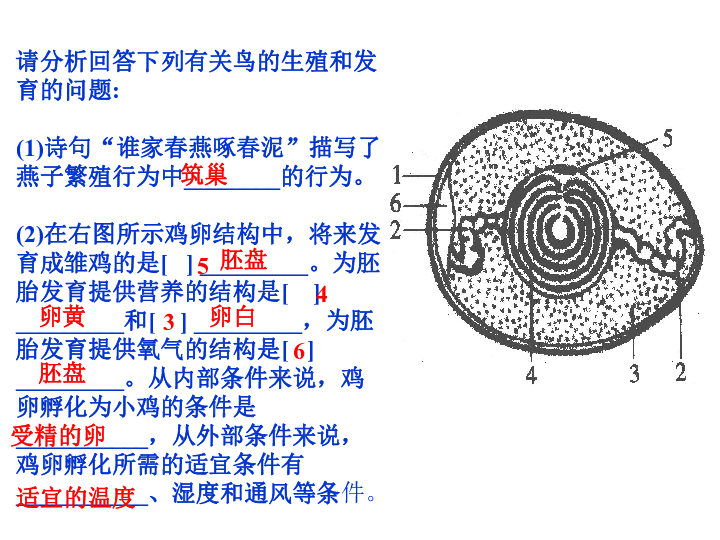 基因控制生物的性状课件（共33张PPT）