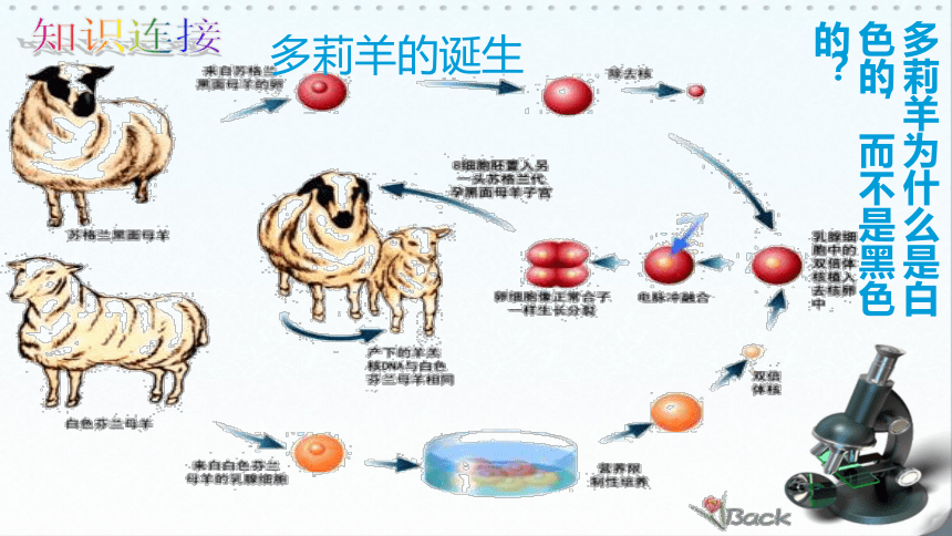 高中生物浙科版必修1 分子与细胞第二章 细胞的结构第四节  细胞核课件（20张）