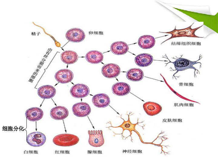 细胞分化简图图片