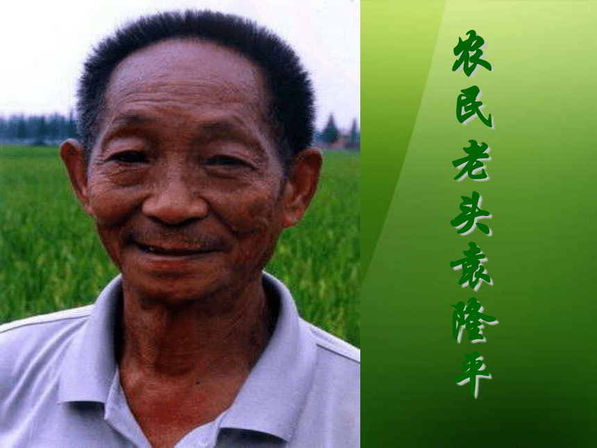 八年级语文上册《杂交水稻之父－袁隆平》课件 语文版