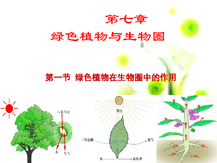 北师大版七年级上册生物  7.1 绿色植物在生物圈中的作用 课件 (16张PPT)