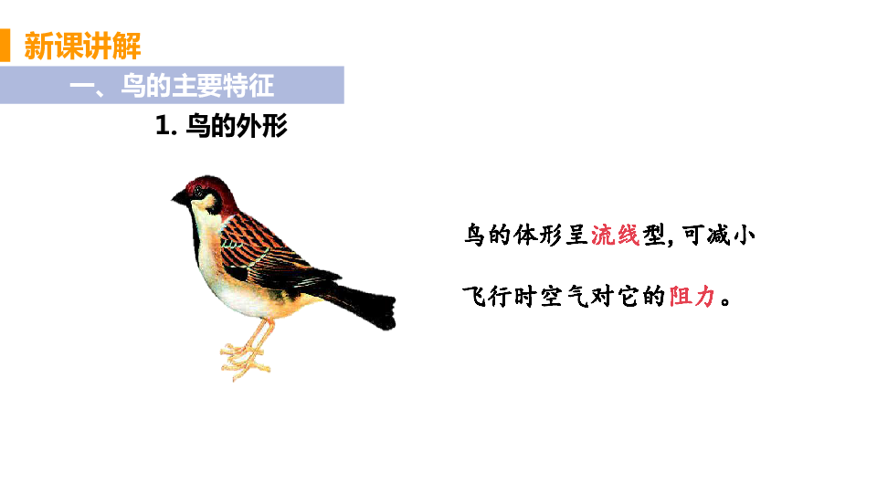人教版生物八年级上册5.1.6鸟课件（21张PPT)