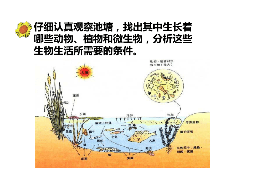 池塘生态系统图解图片