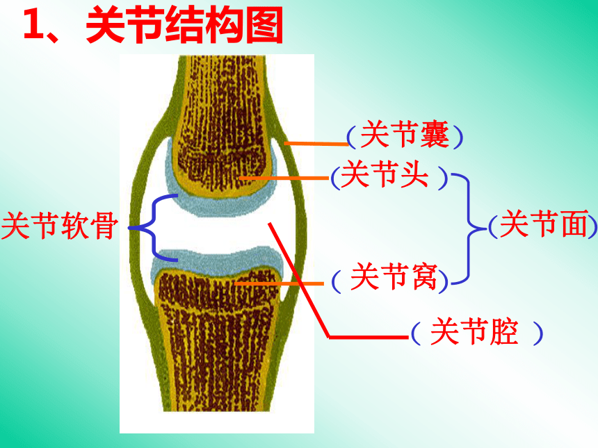 动物的运动