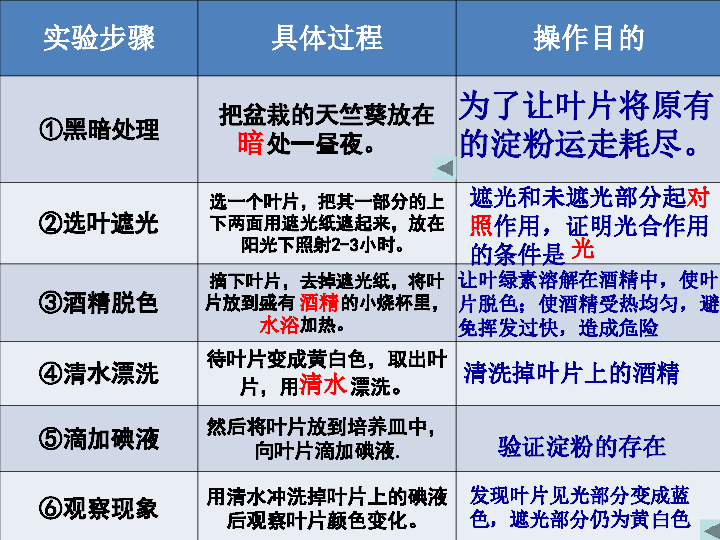 第一节光合作用的产物探究实验一绿色植物在光下制造淀粉黑暗