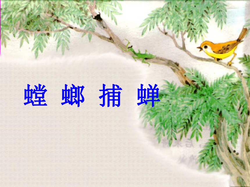 语文六年级下沪教版(五四学制)7.30《螳螂捕蝉》课件