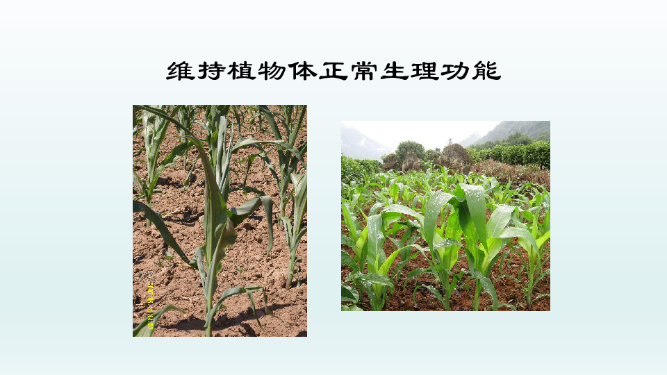 北京版七年级生物上册：4.1 绿色植物的生活需要水和无机盐  课件（共48张PPT）