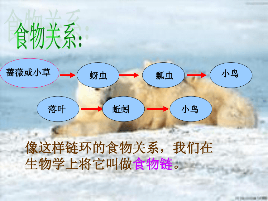 科学五年级上教科版1.5食物链和食物网